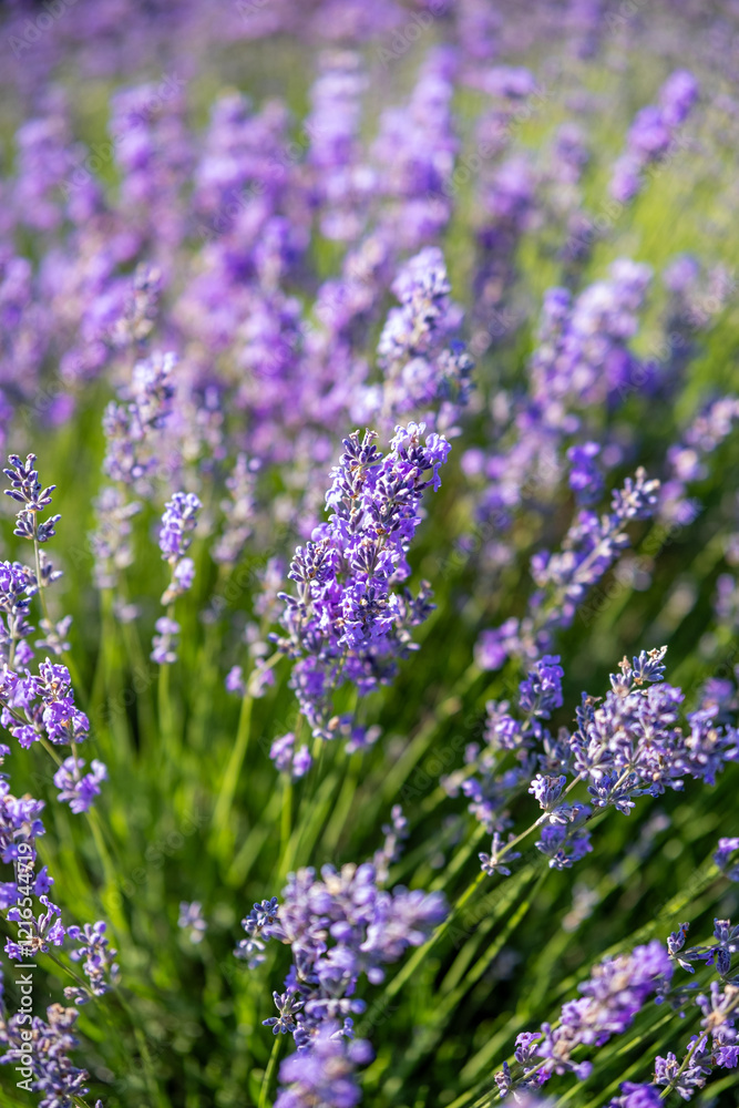 Beautiful image of lavender field over summer sunrise landscape. Blooming lavender field close-up.
