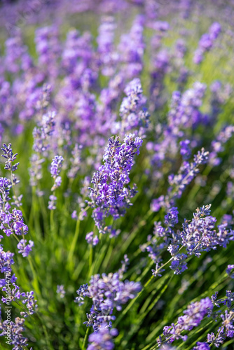 Obraz na płótnie Beautiful image of lavender field over summer sunrise landscape. Blooming lavender field close-up. w salonie