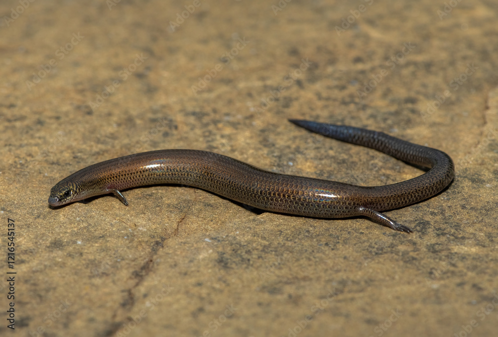 Fototapeta premium A cute montane dwarf burrowing skink (Scelotes mirus) in the wild, in KwaZulu-Natal, South Africa