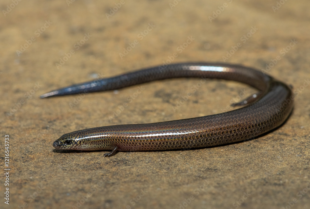 Obraz premium A cute montane dwarf burrowing skink (Scelotes mirus) in the wild, in KwaZulu-Natal, South Africa