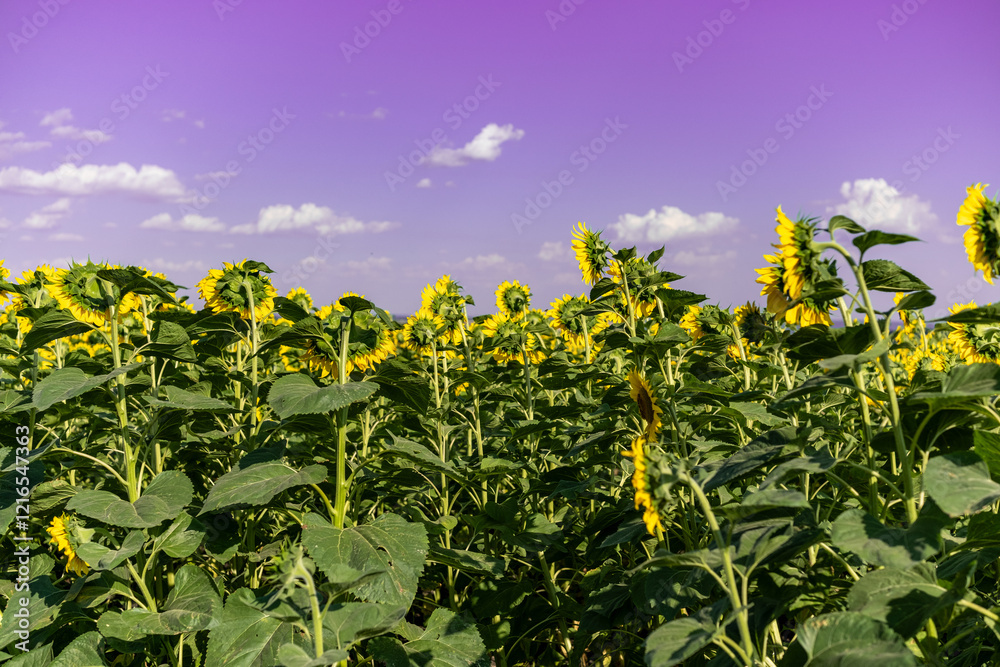 A close-up of a blooming sunflower in a vast sunflower field. Sunflowers field close view.