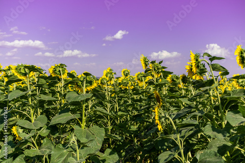 Obraz na płótnie A close-up of a blooming sunflower in a vast sunflower field. Sunflowers field close view. w salonie