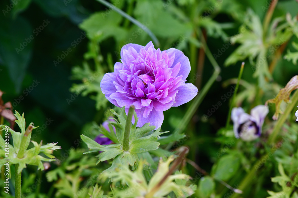Fototapeta premium A beautiful purple anemone on a green row in our garden.