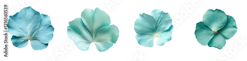 Closeup of beautiful teal turquoise and mint colored tropical flowers with delicate petals and minimalist floral patterns  Serene tranquil and fresh natural botanical background perfect for elegant