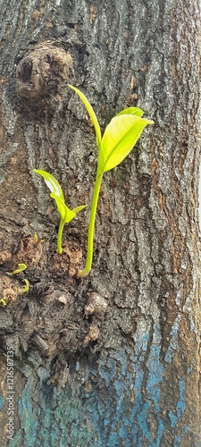 Young leaf growing from the tree bark new life concept