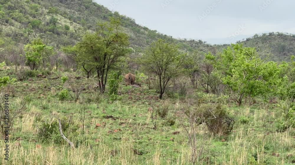 a female rhinoceros with her calf grazing in the African bush. the young animal suckles at the udder of the mother - 4k video footage a female rhinoceros with her calf grazing in the African bush. the young animal suckles at the udder of the mother - 4k video footage