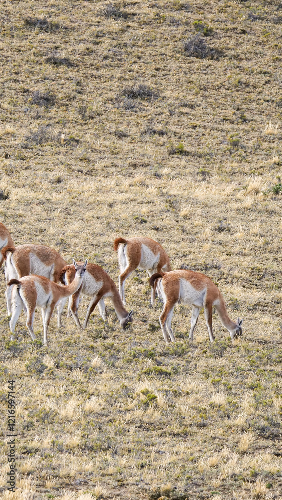 Vertical image of Five Guanaco (Lama guanicoe) grazing in a light brown and yellow semi-arid landscape Vertical image of Five Guanaco (Lama guanicoe) grazing in a light brown and yellow semi-arid landscape