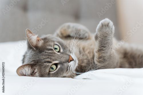 A gray tabby cat lies comfortably on a white bed, its bright green eyes looking directly at the camera. The neutral tones and clean bedding create a stylish and modern interior vibe.