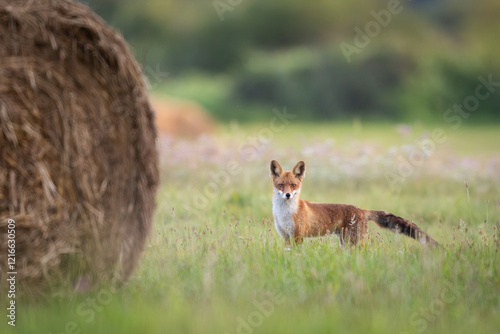 Mammals - European Red Fox (Vulpes vulpes)