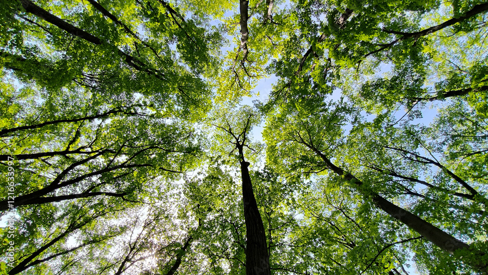 Fototapeta premium trees in the forest from low angle view, Fruska Gora