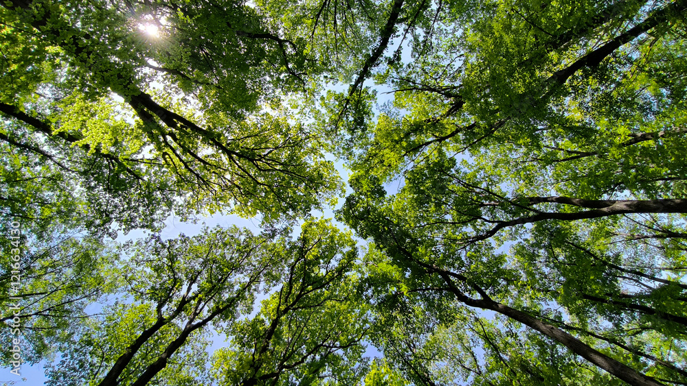 Fototapeta premium trees in the forest from low angle view, Fruska Gora