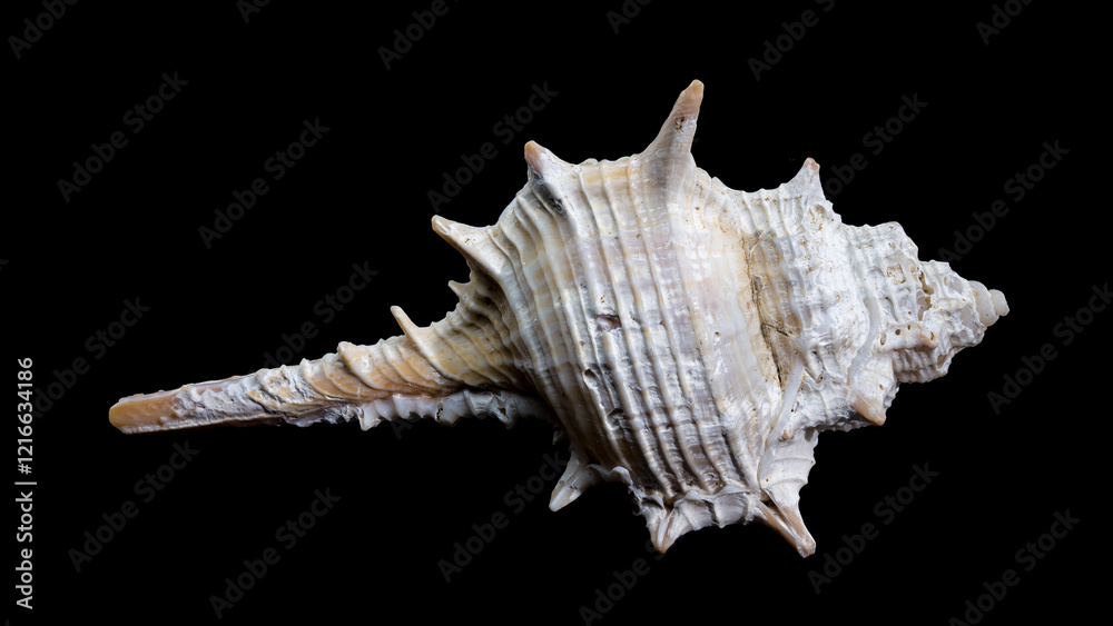 Murex spinicosta shell on black background Murex spinicosta shell on black background