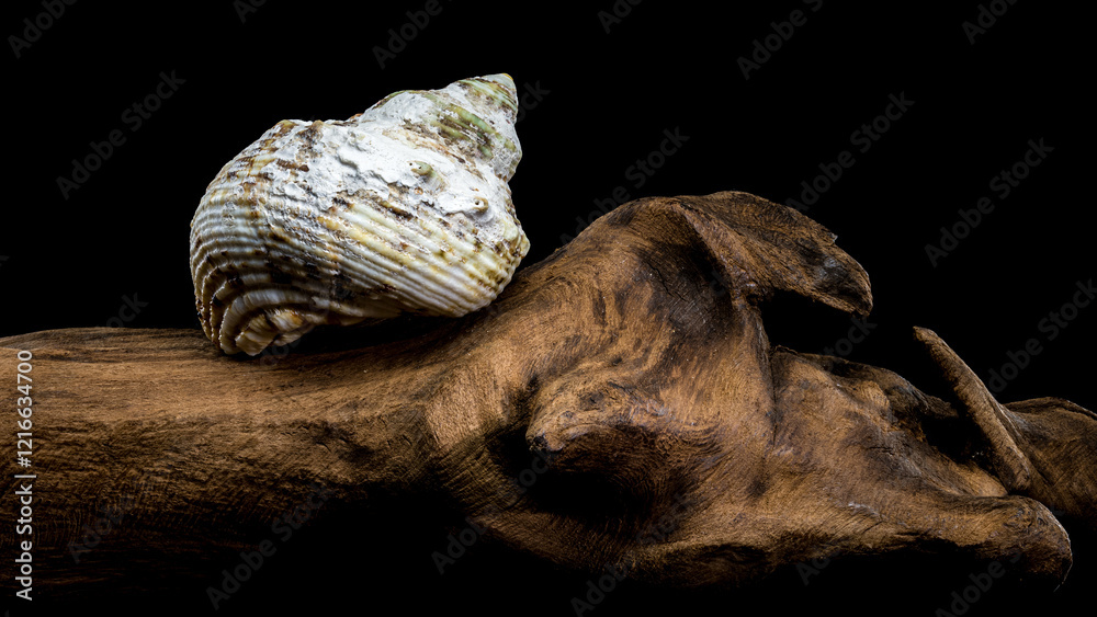 Obraz premium Turbo Argyrostomus Shell on driftwood black background