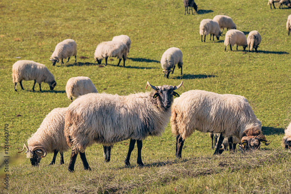 Flock of sheep grazing in green pasture on sunny day Flock of sheep grazing in green pasture on sunny day