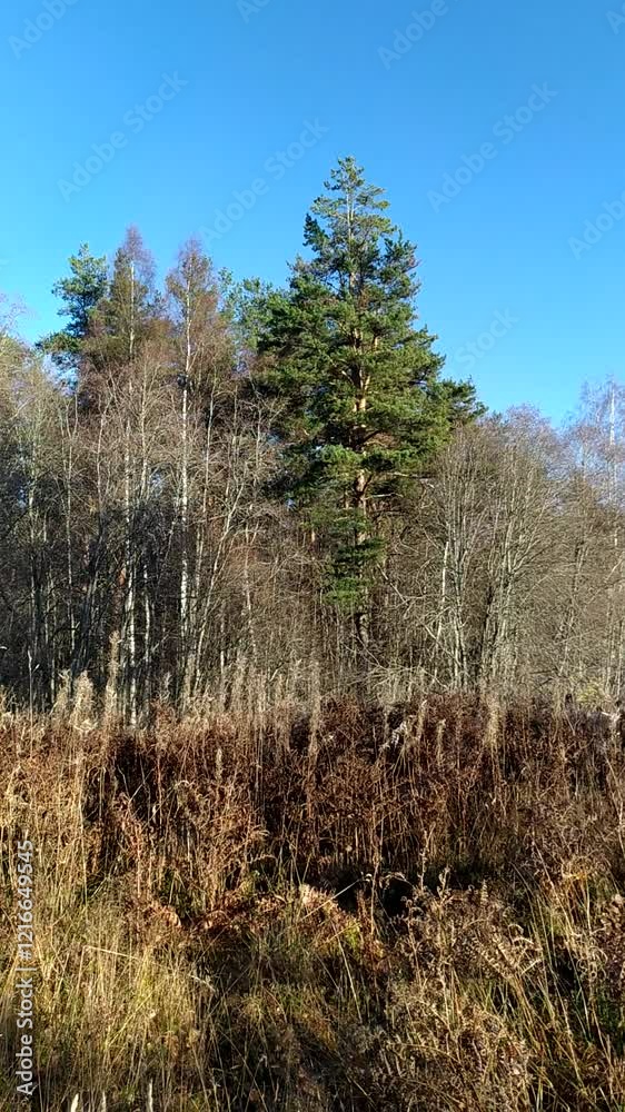 pine forest in autumn in Saint Petersburg Russia pine forest in autumn in Saint Petersburg Russia