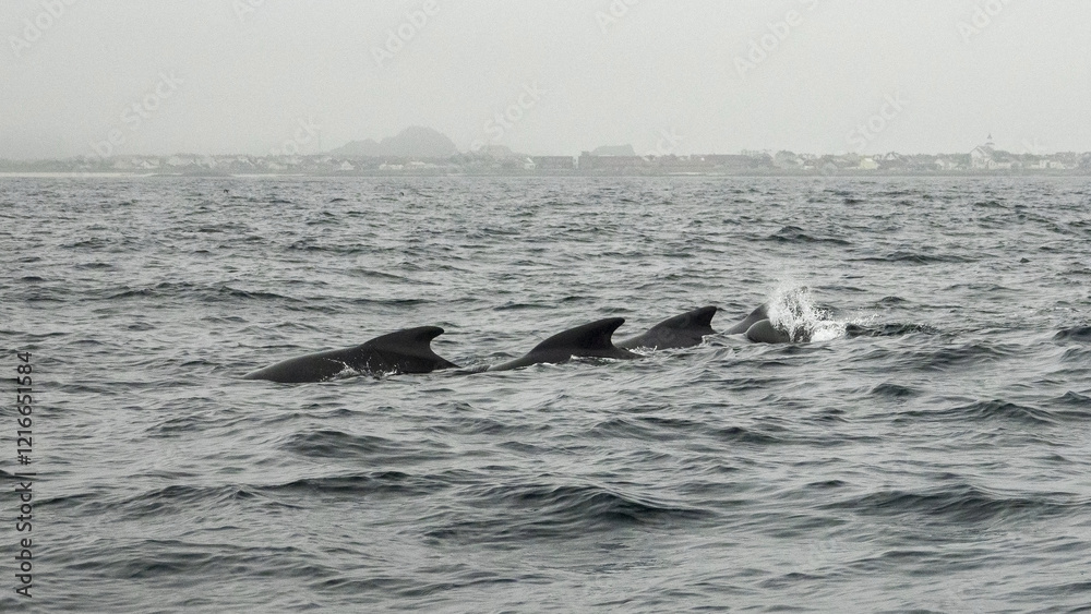 Obraz premium The long-finned pilot whale, or pothead whale (Globicephala melas) near Andenes in Norway.