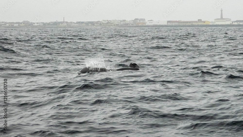 Obraz premium The long-finned pilot whale, or pothead whale (Globicephala melas) near Andenes in Norway.
