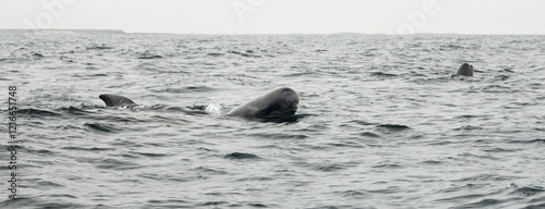 The long-finned pilot whale, or pothead whale (Globicephala melas) near Andenes in Norway.