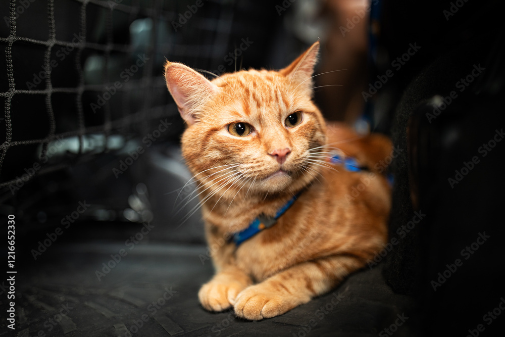 Portrait of little adorable red kitten travelling in the car.