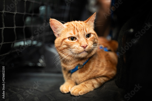 Obraz na płótnie Portrait of little adorable red kitten travelling in the car. w salonie