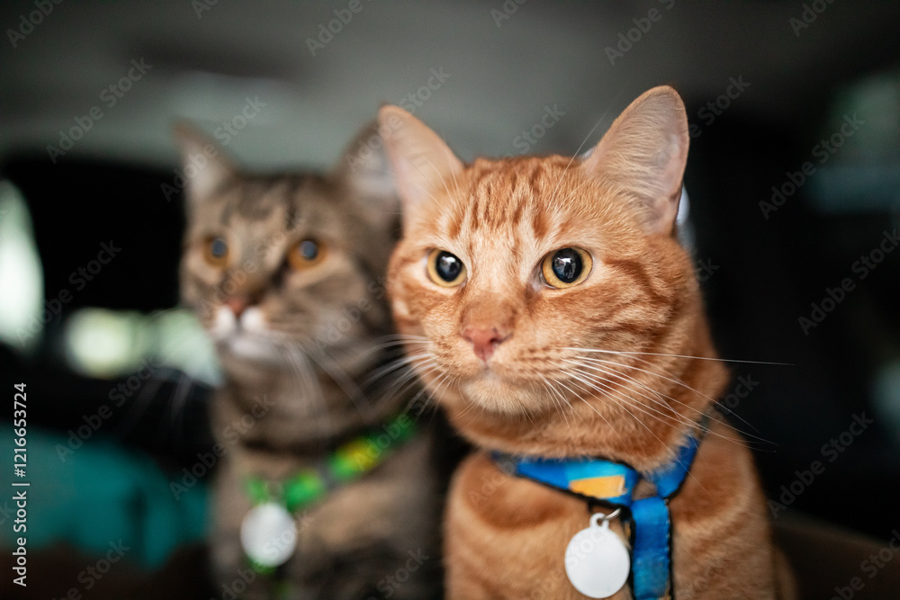Two funny adorable cats travelling in the car.