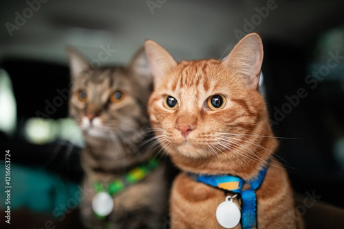 Obraz na płótnie Two funny adorable cats travelling in the car. w salonie