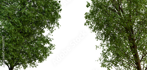 Photography Tropical tree leaves and branches PNG foreground 3D Render