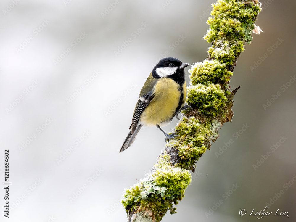 Obraz premium Kohlmeise (Parus major)