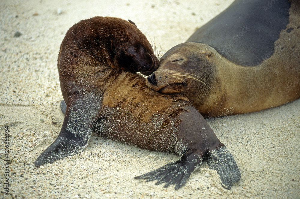 Fototapeta premium Otarie de Californie; zalophus californianus, Jeune, femelle , Archipel des Galapogos