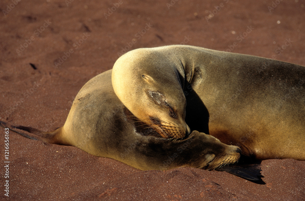 Fototapeta premium Otarie de Californie; zalophus californianus, Jeune, femelle , Archipel des Galapogos