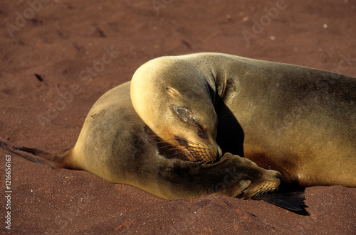 Otarie de Californie; zalophus californianus, Jeune, femelle , Archipel des Galapogos photo