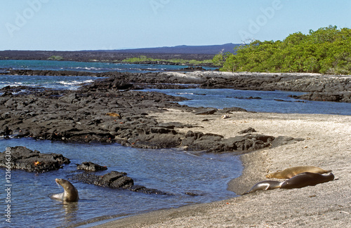 Otarie de Californie; zalophus californianus, colonie , Archipel des Galapogos photo