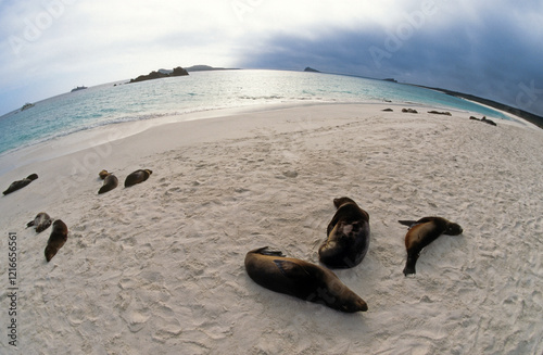 Otarie de Californie; zalophus californianus, colonie , Archipel des Galapogos photo