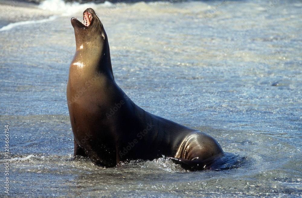 Naklejka premium Otarie de Californie; zalophus californianus, Archipel des Galapogos