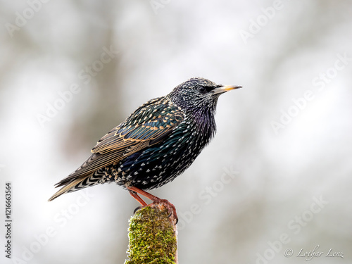 Star (Sturnus vulgaris)   