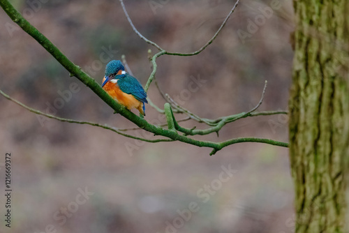 Common Kingfisher perched on a branch of a tree