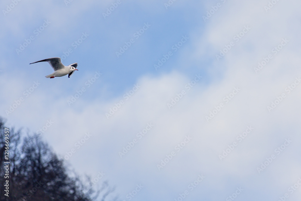 Obraz premium A seagull flies high in the sky above a blue and white cloudless sky