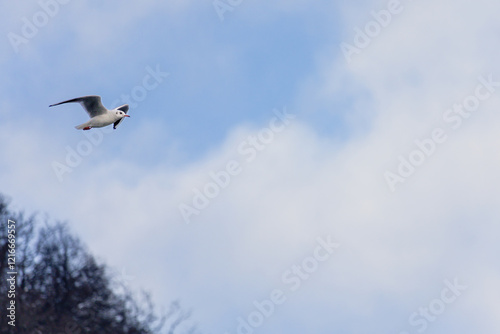 A seagull flies high in the sky above a blue and white cloudless sky