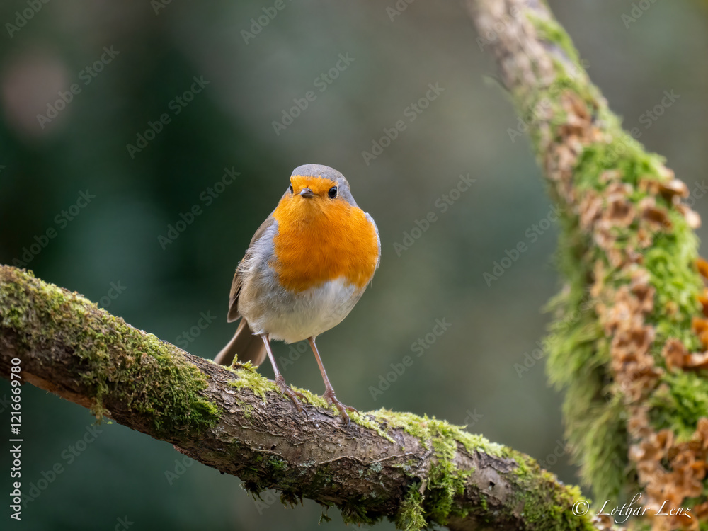 Rotkehlchen (Erithacus rubecula) Rotkehlchen (Erithacus rubecula)