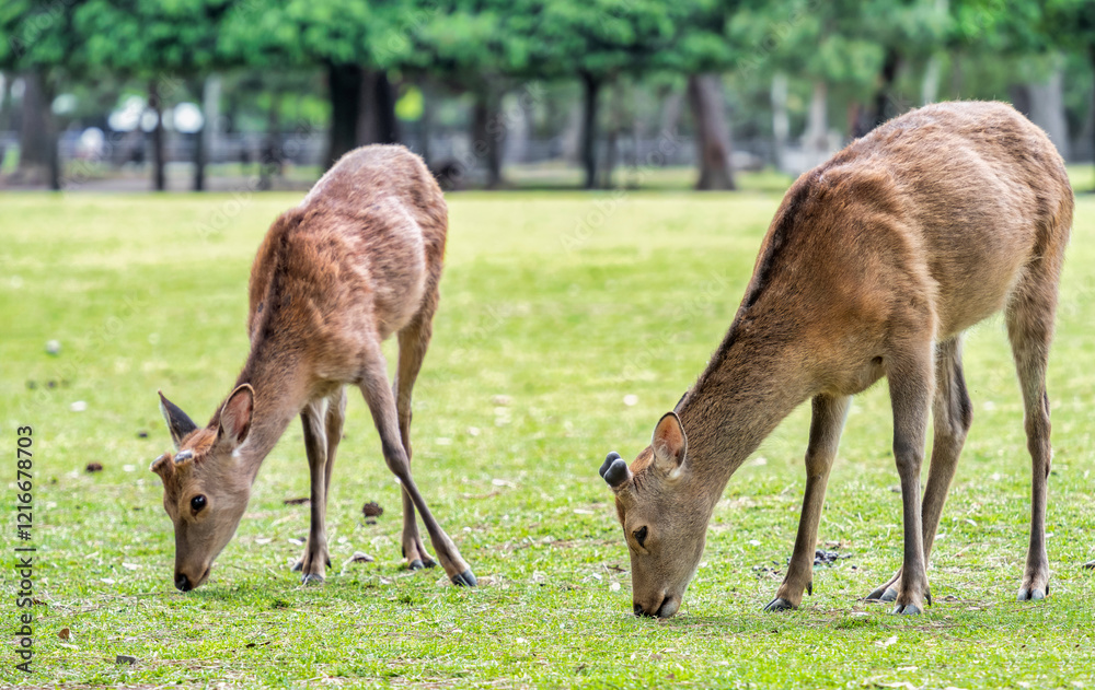 Fototapeta premium Sika deer grazing on the green meadow in Nara park, Japan.