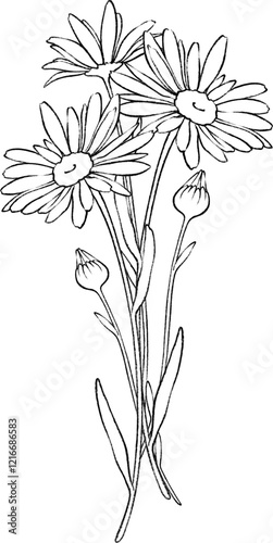 Hand drawn floral chamomile clip art. Botanical illustration of chamomiles bouquet.