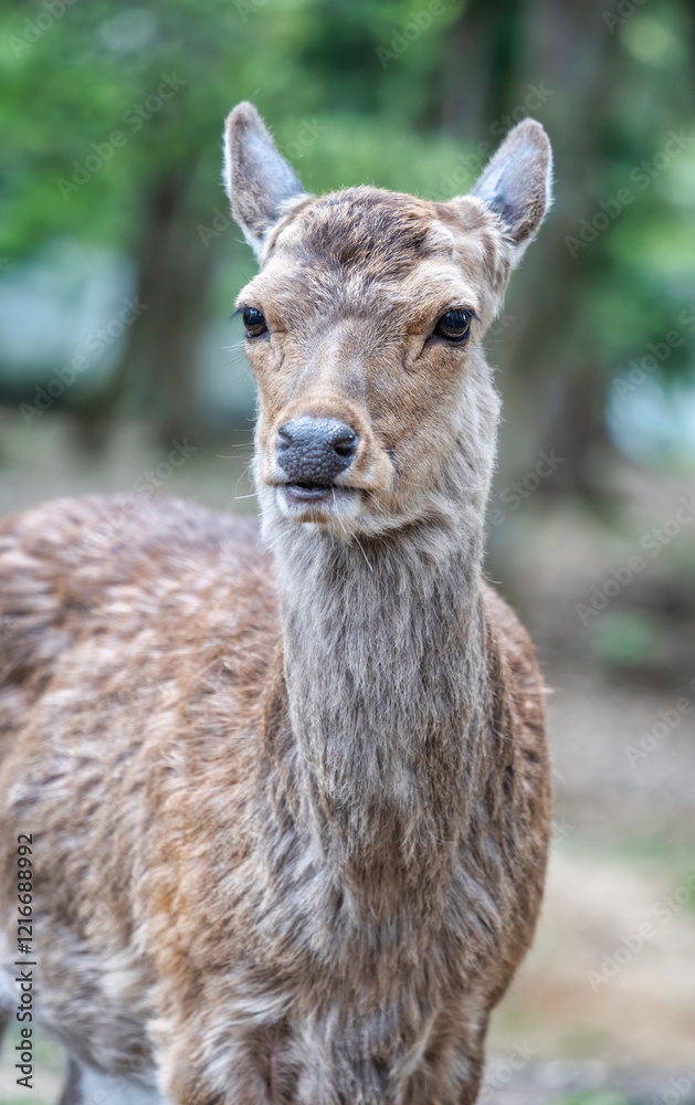 Fototapeta premium Close up portrait of a sika deer in Nara park, Japan.