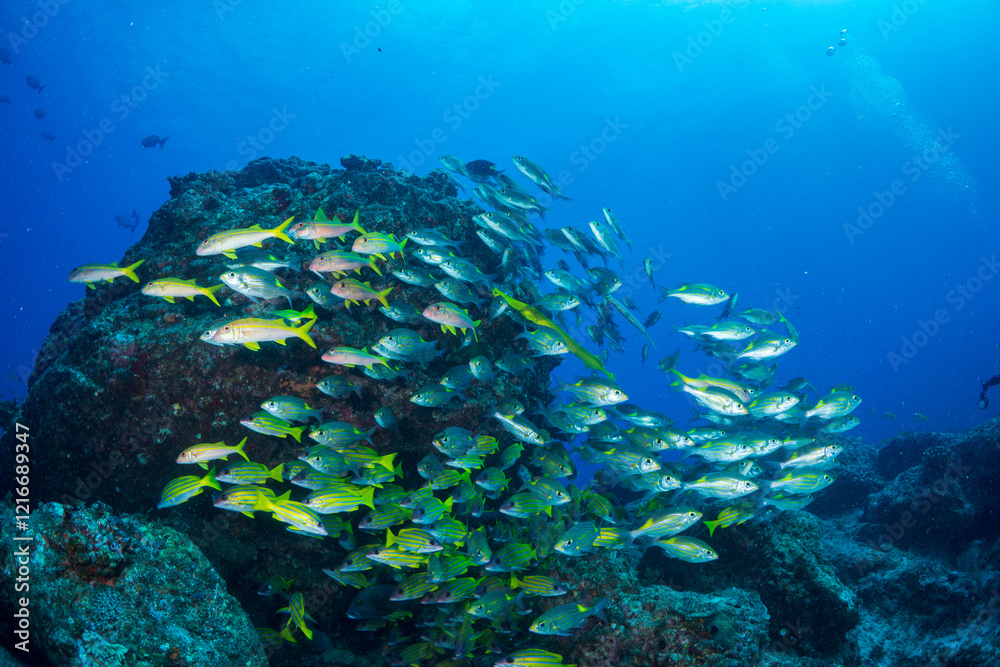 Fototapeta premium ヨスジフエダイの群れ 小笠原