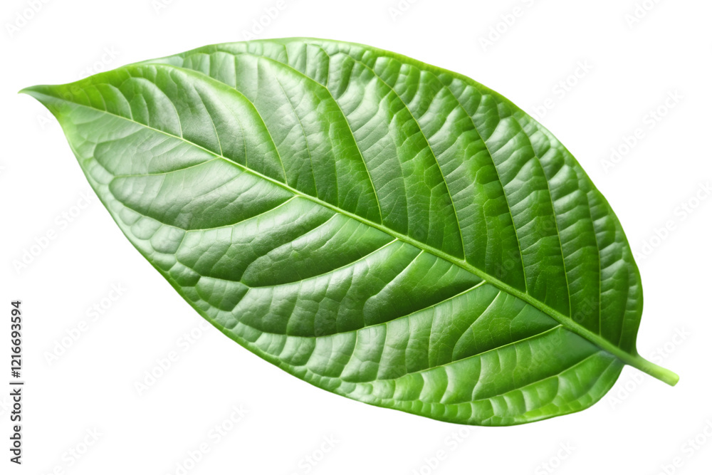 Obraz premium green cocoa leaf isolated on transparent background