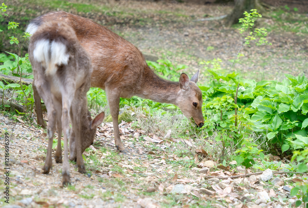 Naklejka premium Sika deers grazing on the green meadow in Nara park, Japan.