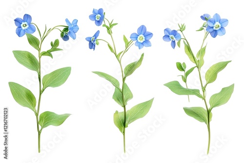 Vibrant Blue Forget-Me-Nots: A Stunning Floral Display, Perfect for Spring Designs and Romantic