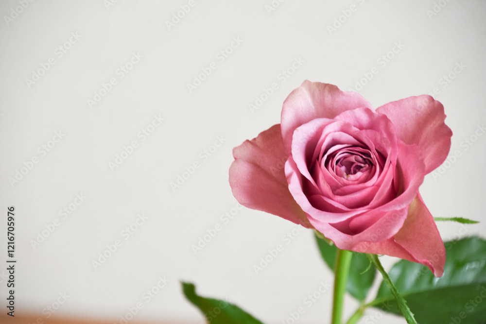 紫色の薔薇 紫色の薔薇