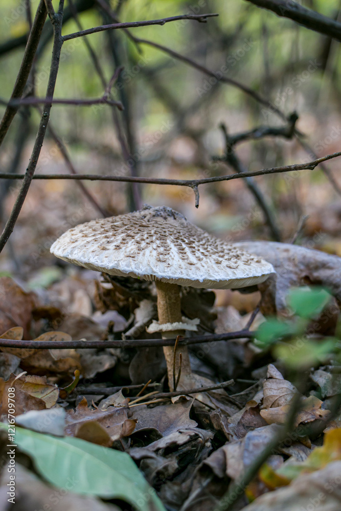Fototapeta premium Umbrella mushroom (Macrolepiota procera) in its natural habitat. Umbrella mushroom Macrolepiota procera in an autumn forest. 