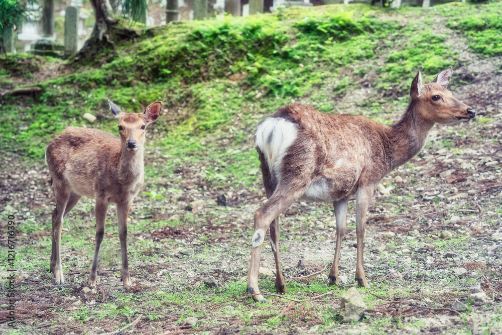 Fototapeta premium Close up portrait of a sika deer in Nara park, Japan.