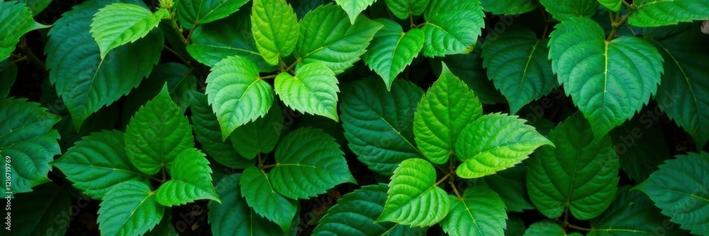 Dense foliage of jungle green leaves in summer, tropical, vegetation, verdant Dense foliage of jungle green leaves in summer, tropical, vegetation, verdant